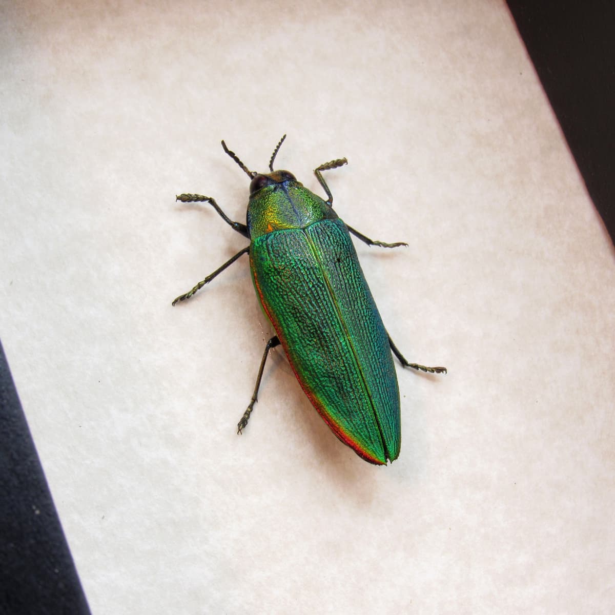 Real African Jewel beetle framed taxidermy - Steraspis ambigua