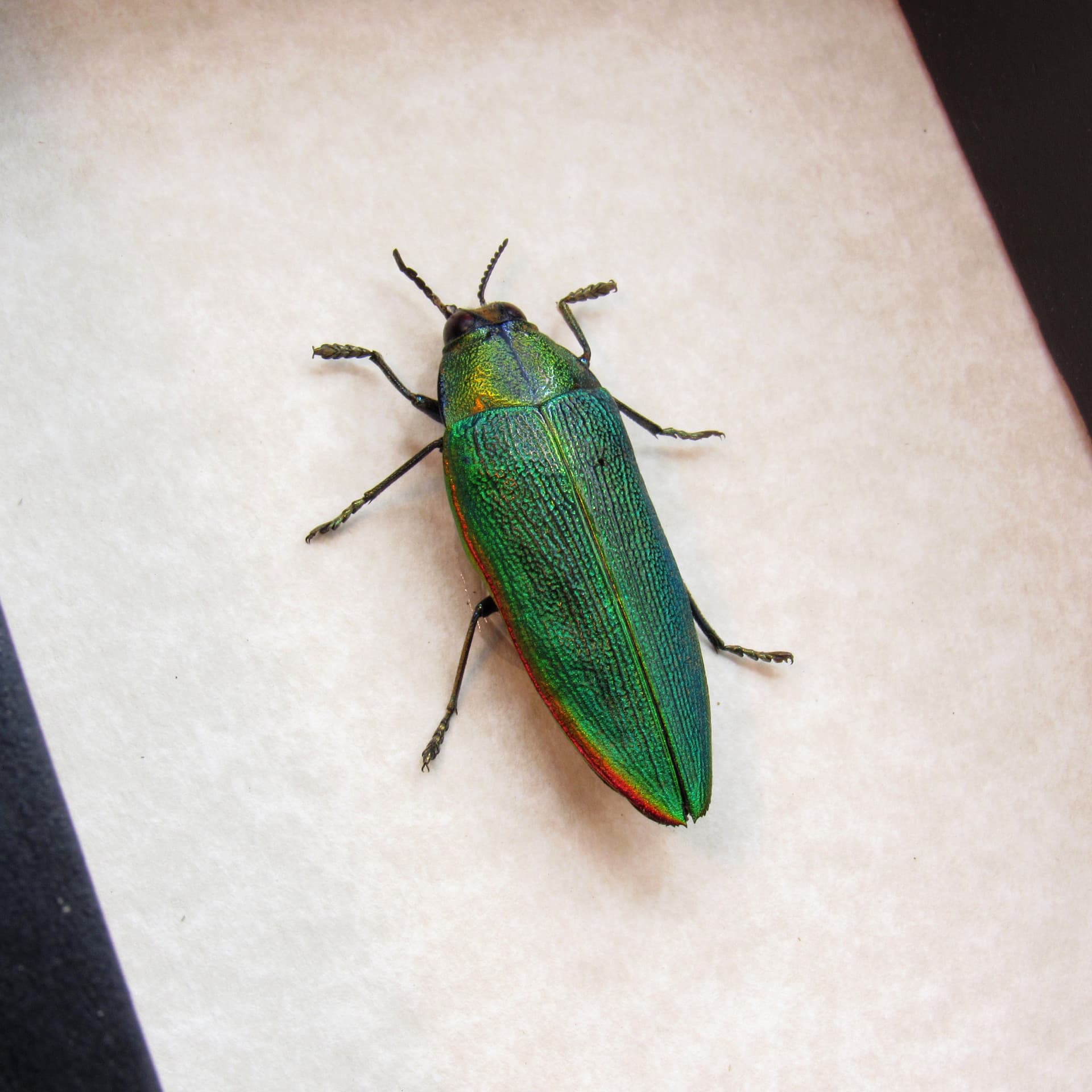 Real African Jewel beetle framed taxidermy - Steraspis ambigua