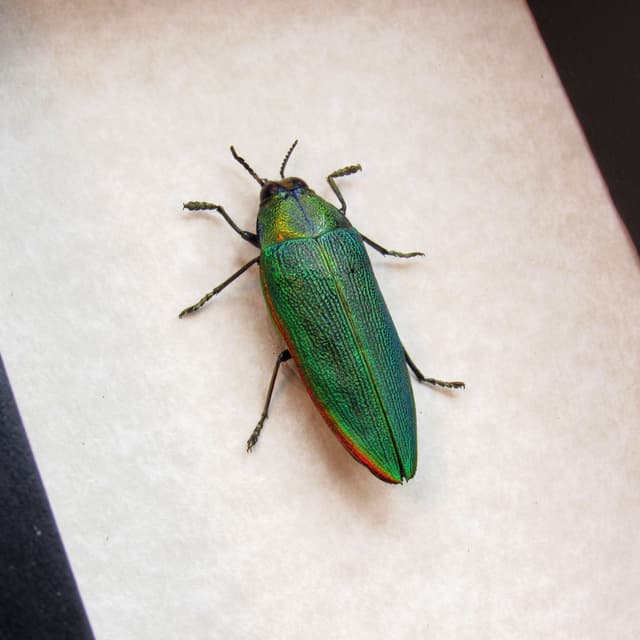 Real African Jewel beetle framed taxidermy - Steraspis ambigua