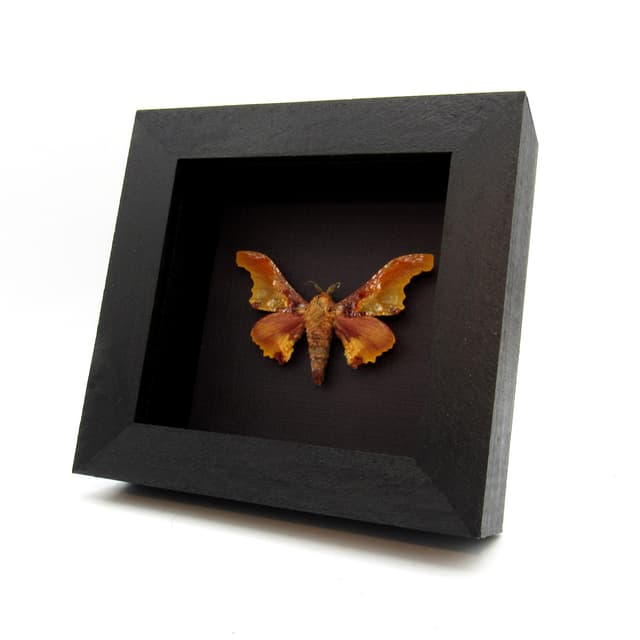 Real Saturn moth framed taxidermy - Micragone martinae