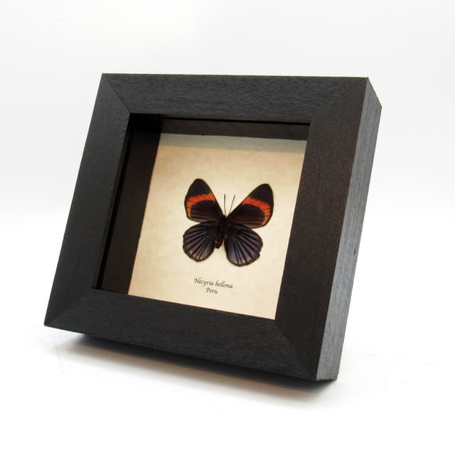 Rare Metalmark butterfly framed taxidermy - Necyria bellona - female