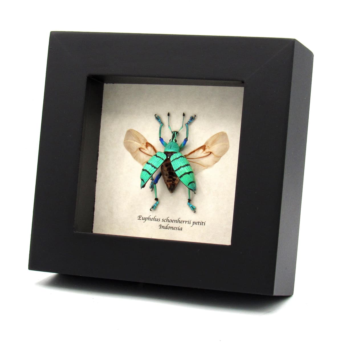 Real Weevil beetle framed taxidermy - Eupholus shoenherri petiti - wings open