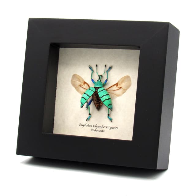 Real Weevil beetle framed taxidermy - Eupholus shoenherri petiti - wings open