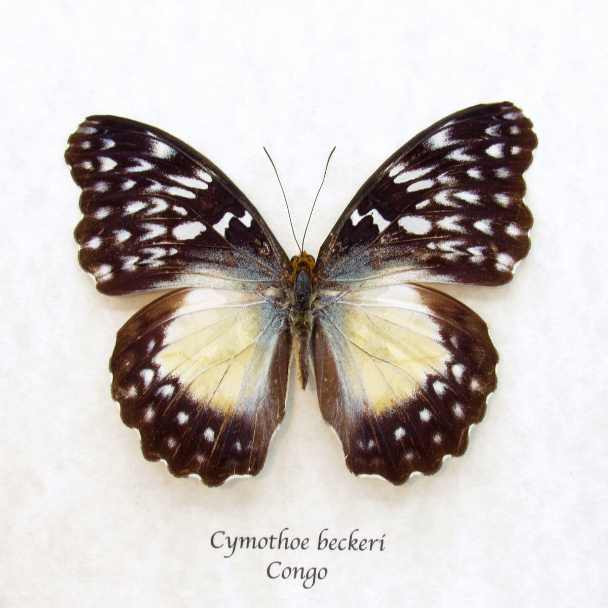 Real framed taxidermy butterfly - Cymothoe beckeri