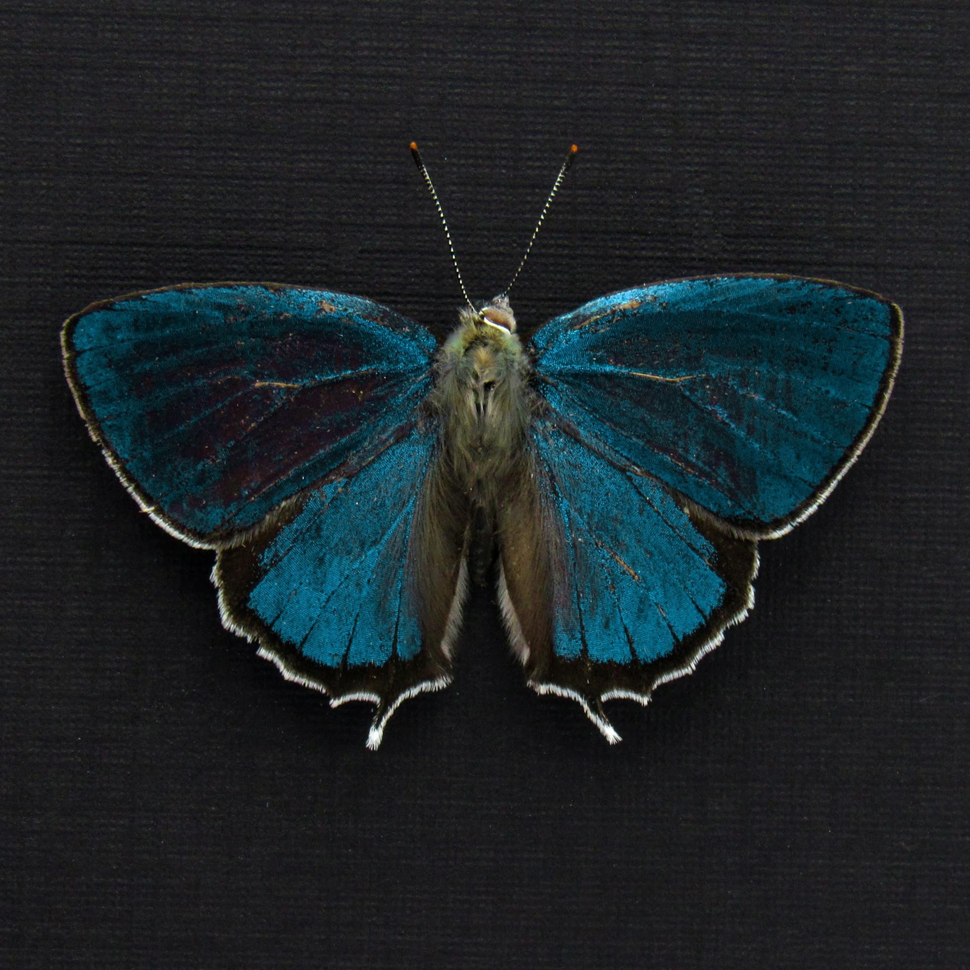 Rare iridescent blue Hairstreak butterfly framed taxidermy - Favonius saphirinus - Victorian mount