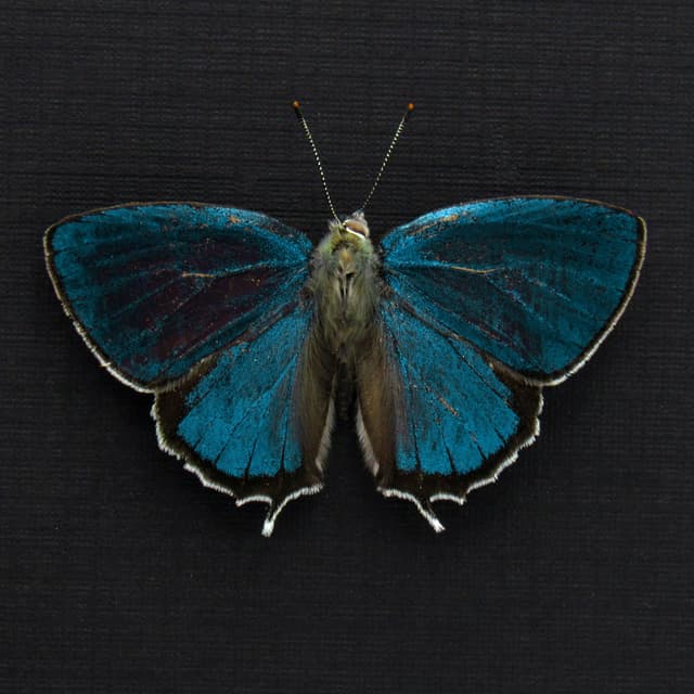 Rare iridescent blue Hairstreak butterfly framed taxidermy - Favonius saphirinus - Victorian mount