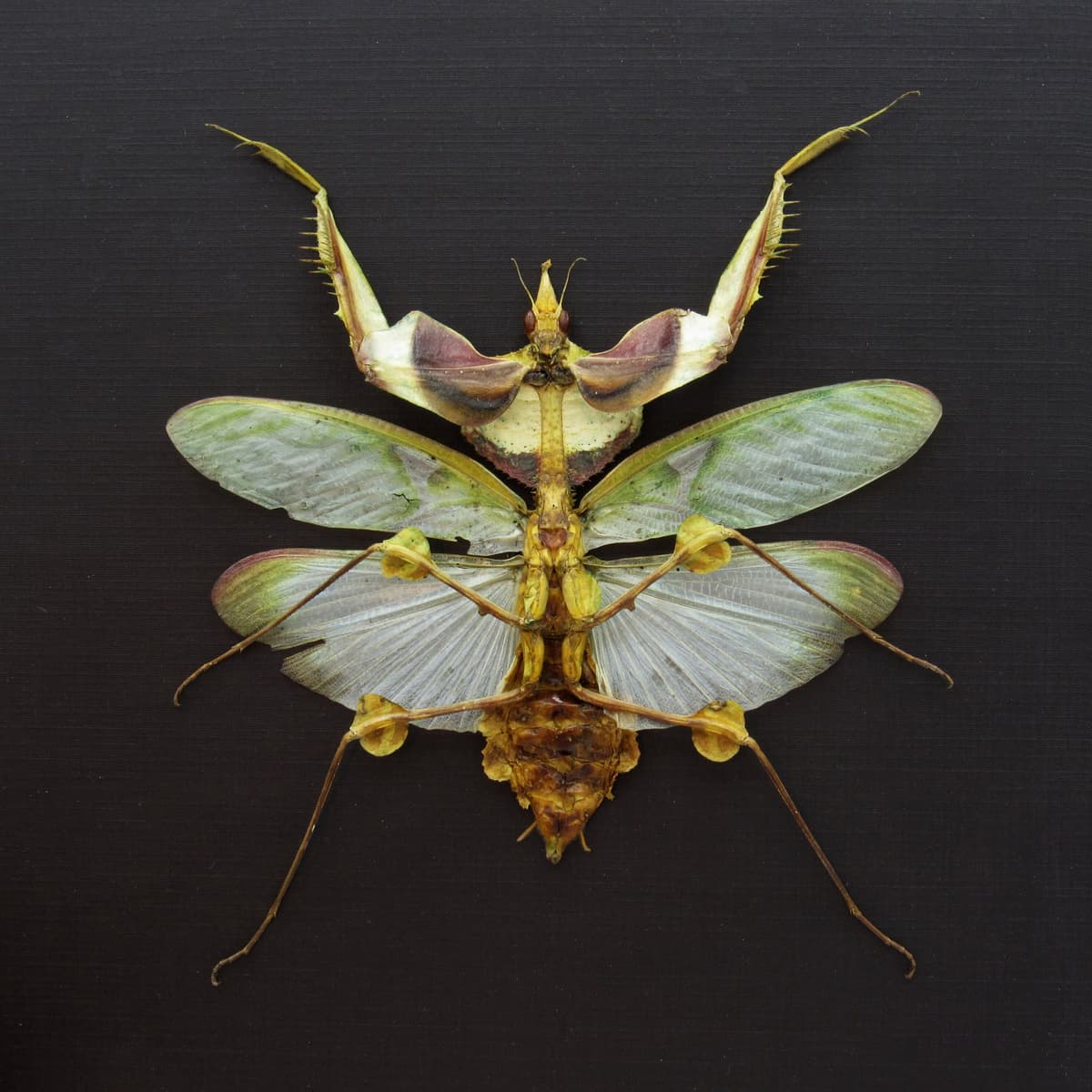 Real Giant Devils praying mantis framed taxidermy - Idolomantis diabolica - winged adult - female