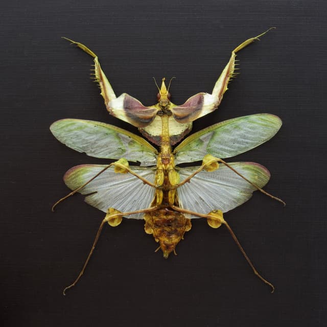 Real Giant Devils praying mantis framed taxidermy - Idolomantis diabolica - winged adult - female