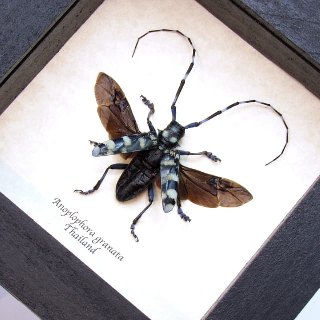 Real blue Longhorn beetle framed - Anoplophora granata