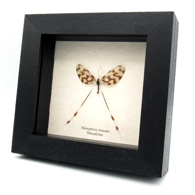 Real Spoonwinged Lacewing framed taxidermy - Nemoptera sinuata