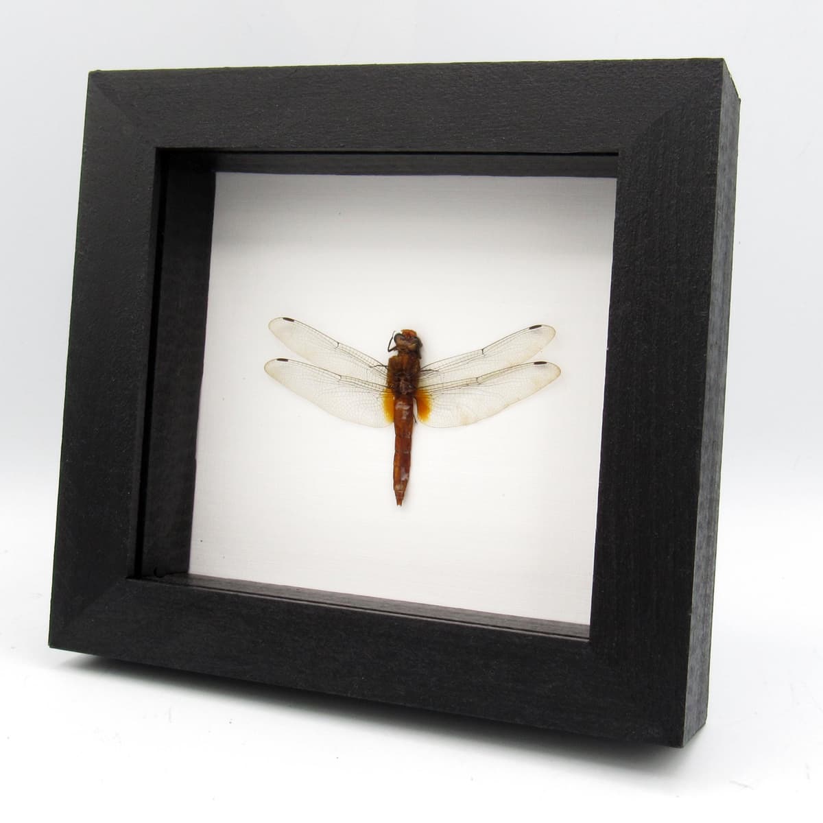 Real Orange Skimmer Dragonfly framed taxidermy - Orthetrum testaceum