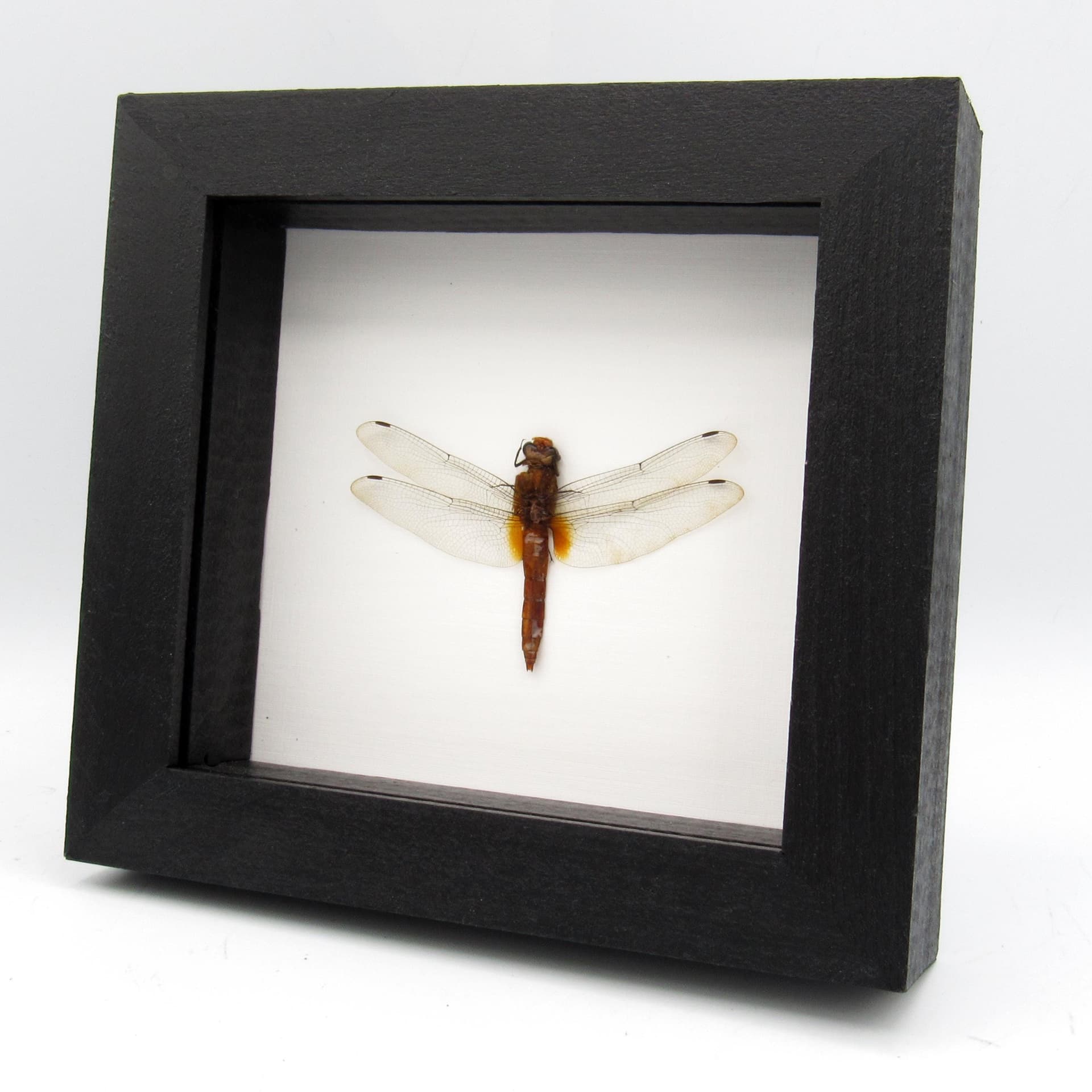 Real Orange Skimmer Dragonfly framed taxidermy - Orthetrum testaceum