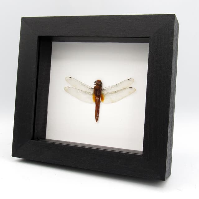Real Orange Skimmer Dragonfly framed taxidermy - Orthetrum testaceum