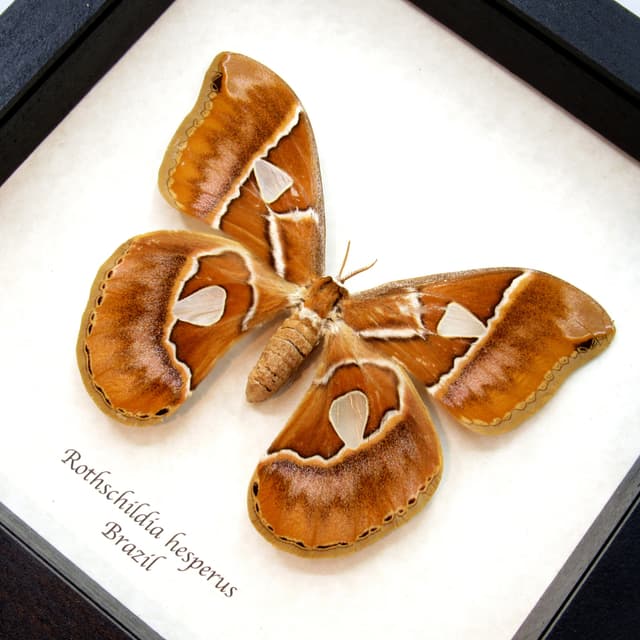 Real large Saturn moth framed taxidermy - Rothschildia hesperus - female