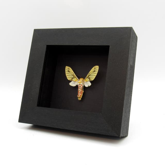 Rare Erebid moth framed taxidermy - Balacra rubrostriata