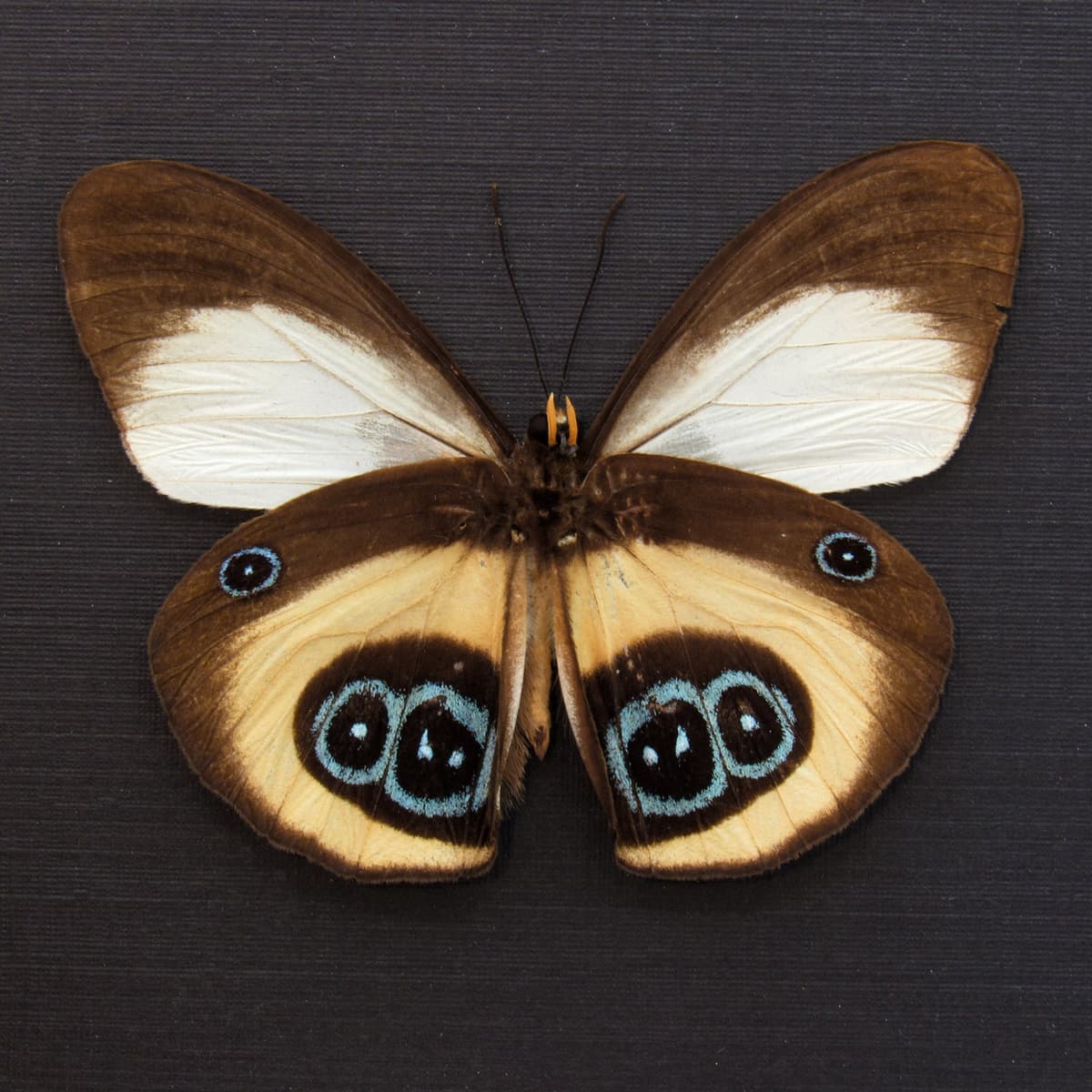 Real Owl butterfly framed taxidermy - Taenaris bioculatus