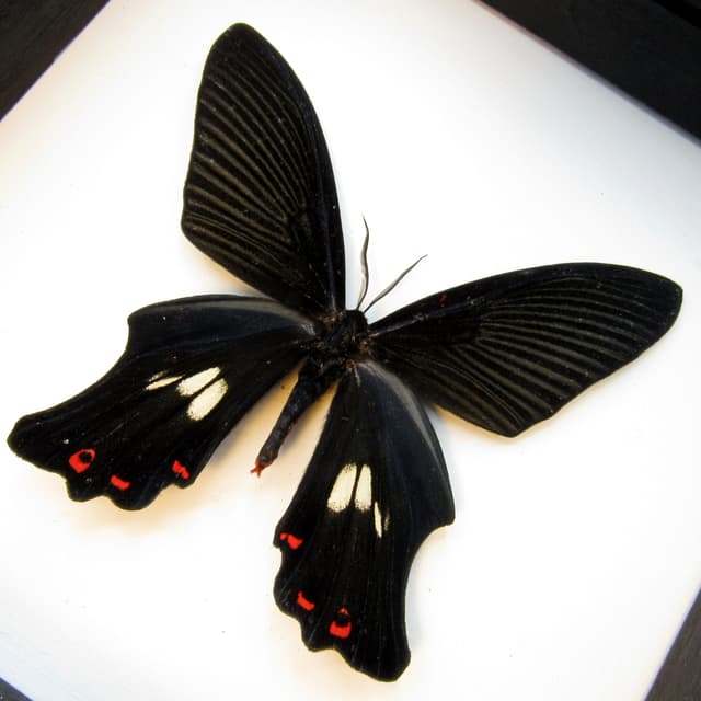 Rare moth framed taxidermy - Epicopeia polydora - Butterfly mimic
