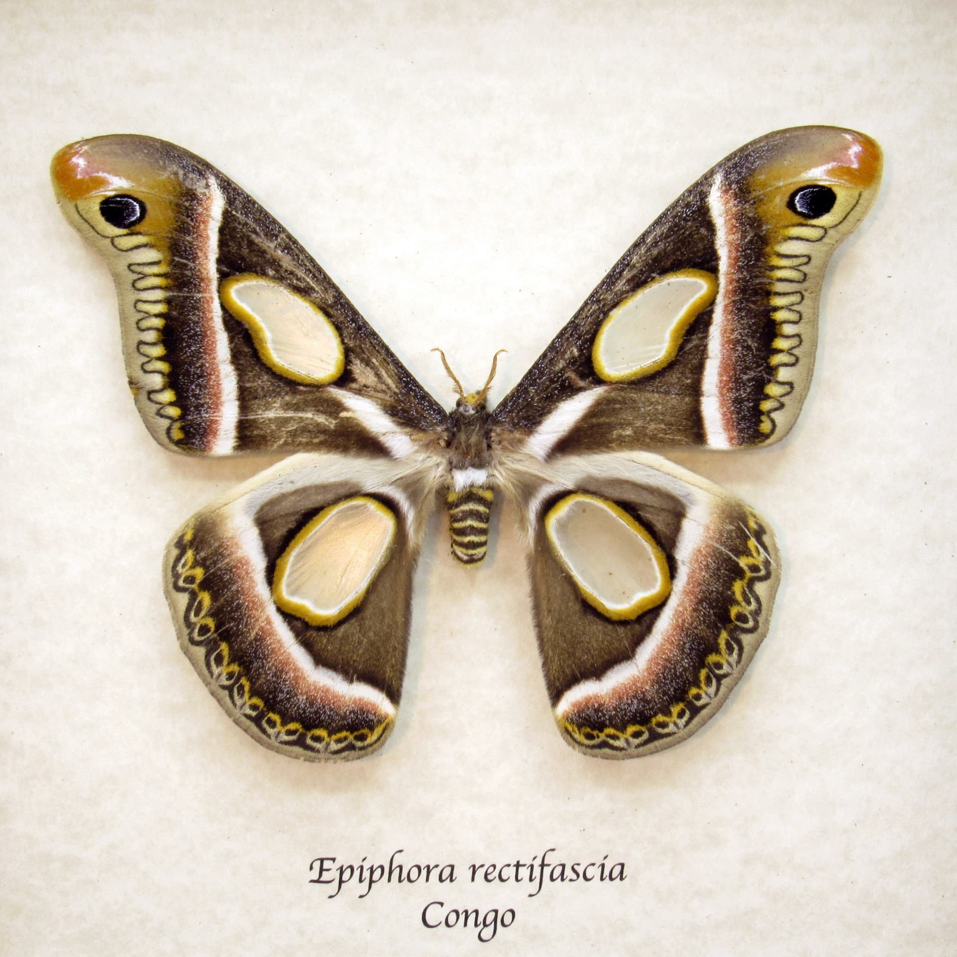 Rare Saturn moth framed taxidermy - Epiphora rectifascia - large size female