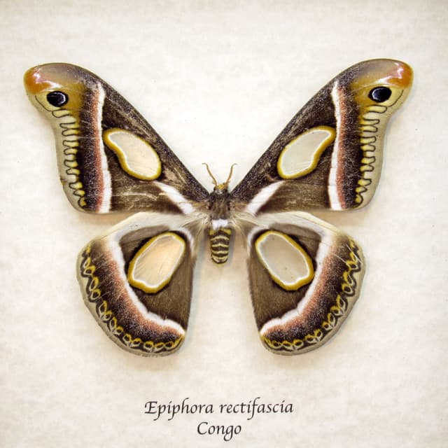 Rare Saturn moth framed taxidermy - Epiphora rectifascia - large size female