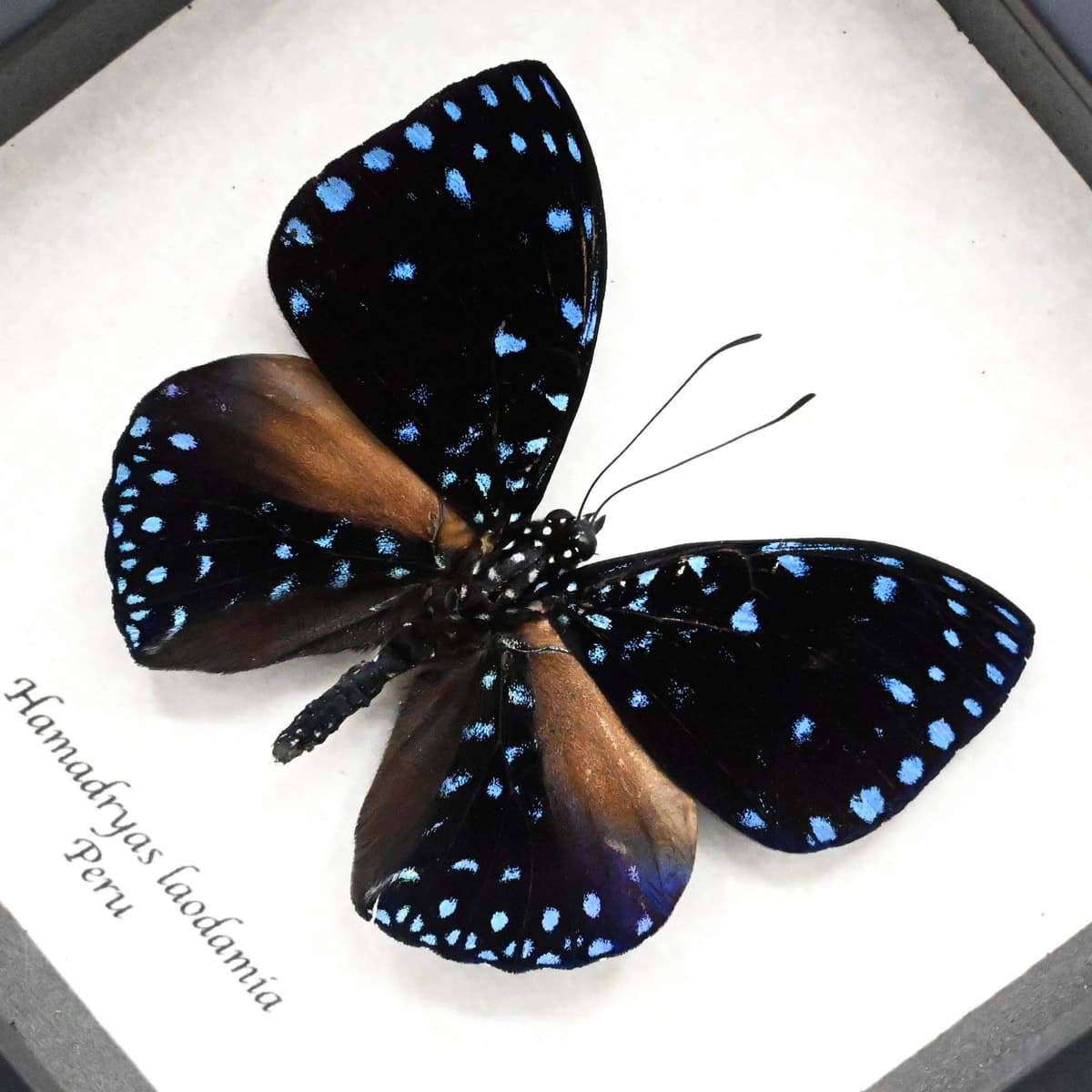 Real blue Starry Night butterfly framed taxidermy - Hamadryas laodamia