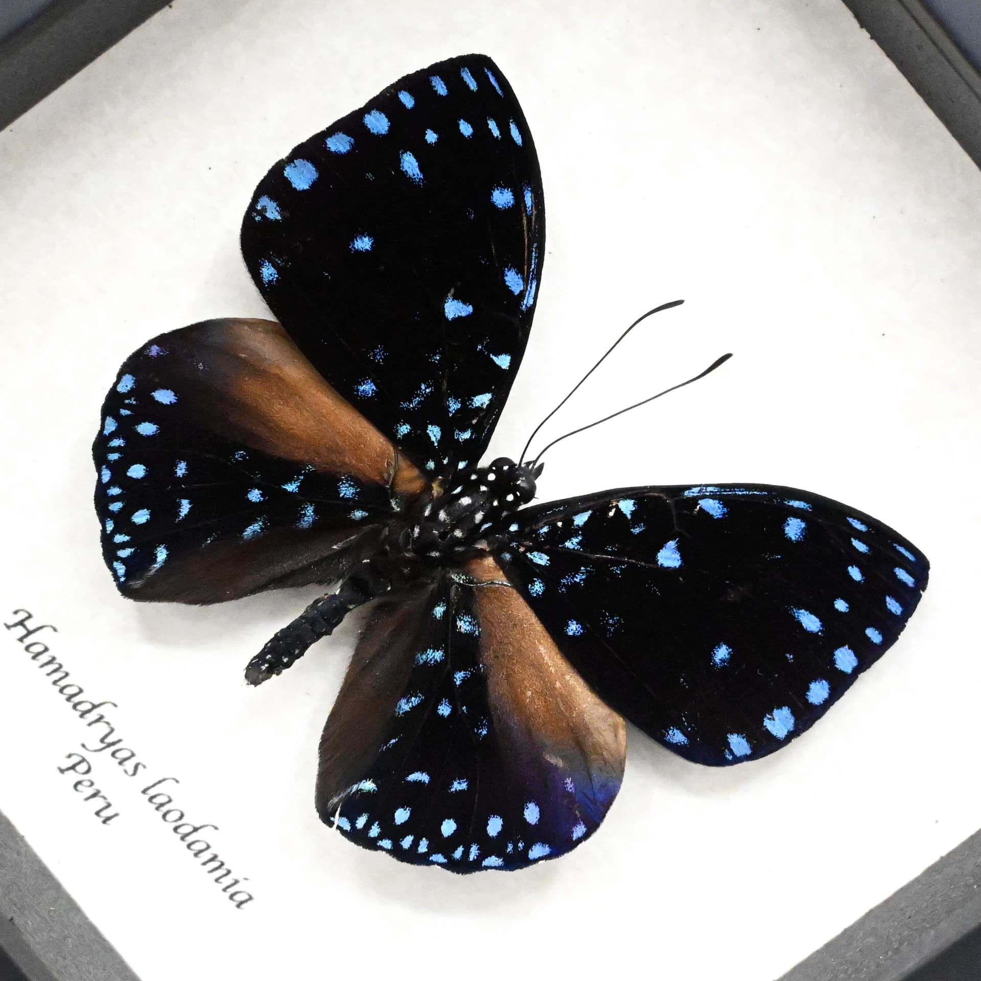 Real blue Starry Night butterfly framed taxidermy - Hamadryas laodamia
