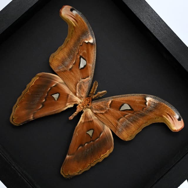 Real Giant Atlas moth framed specimen- Attacus paraliae