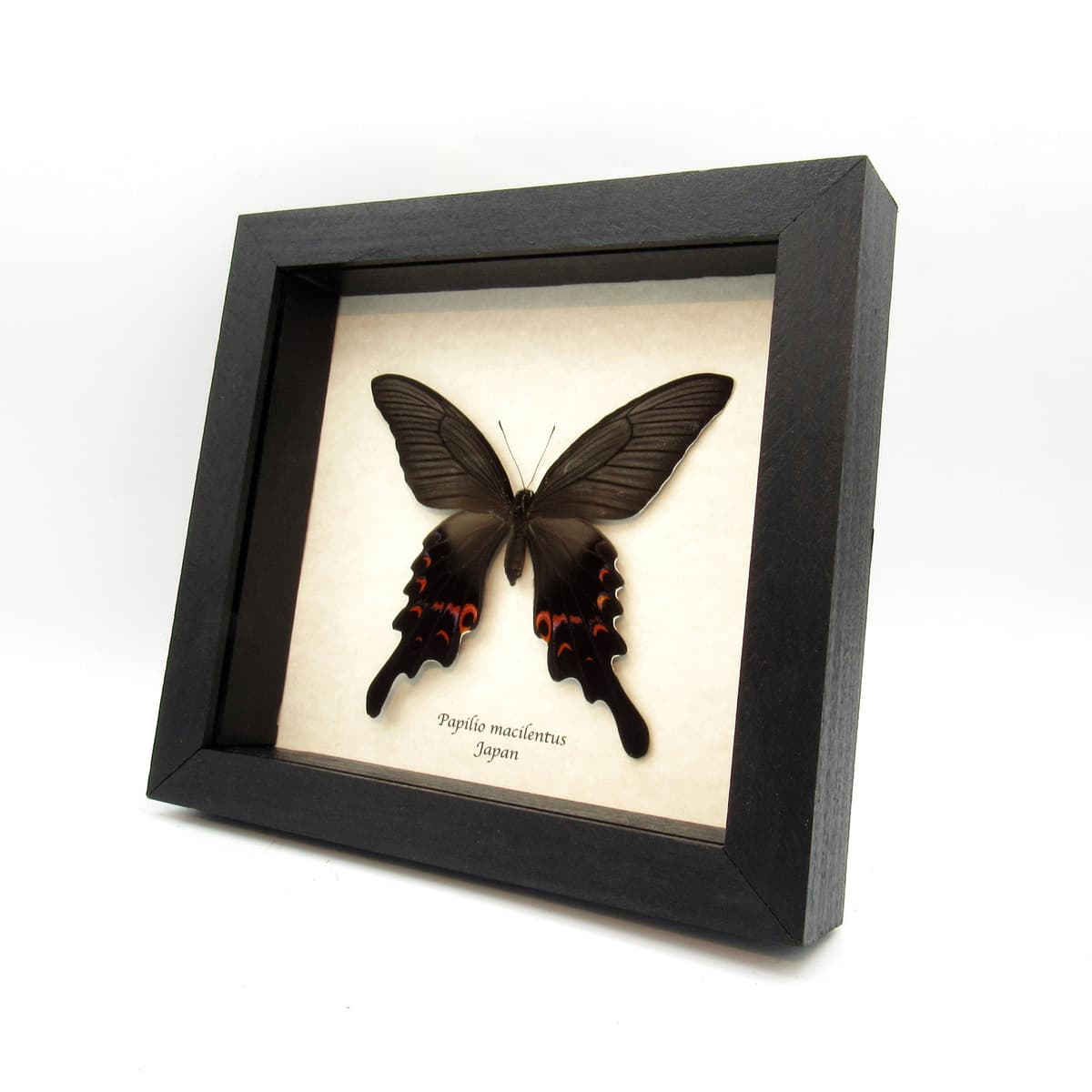 Very large real Long Tailed Spangle Swallowtail butterfly framed taxidermy - Papilio macilentus - female