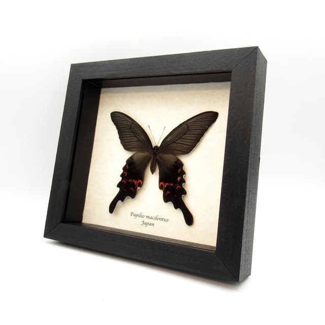 Very large real Long Tailed Spangle Swallowtail butterfly framed taxidermy - Papilio macilentus - female