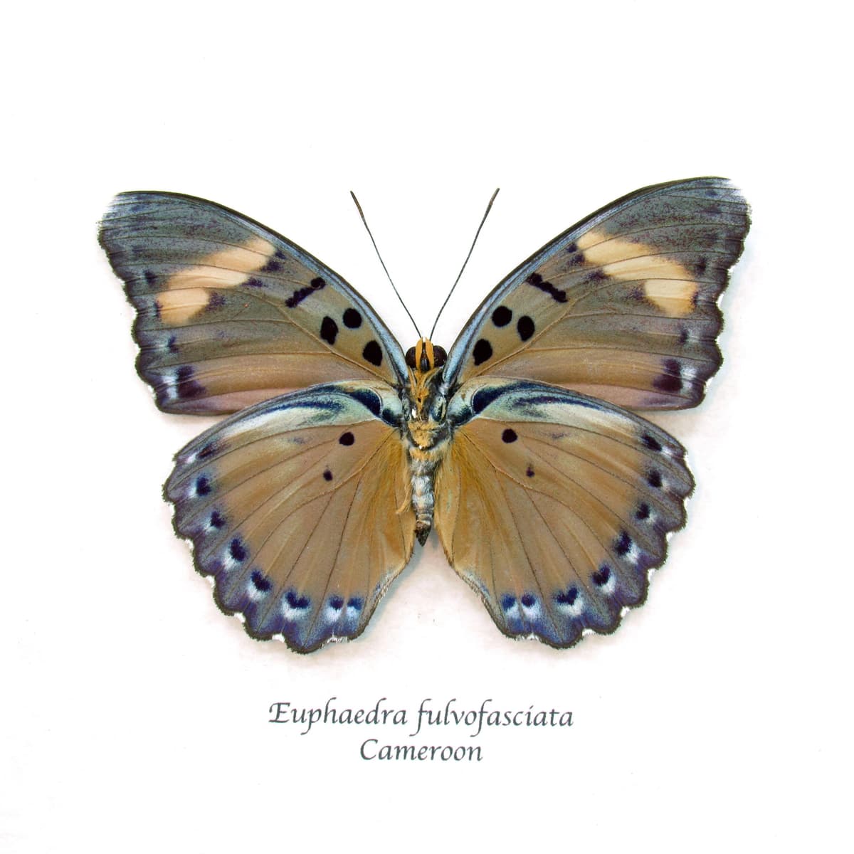 Real Forester butterfly framed taxidermy - Euphaedra fulvofasciata - large female