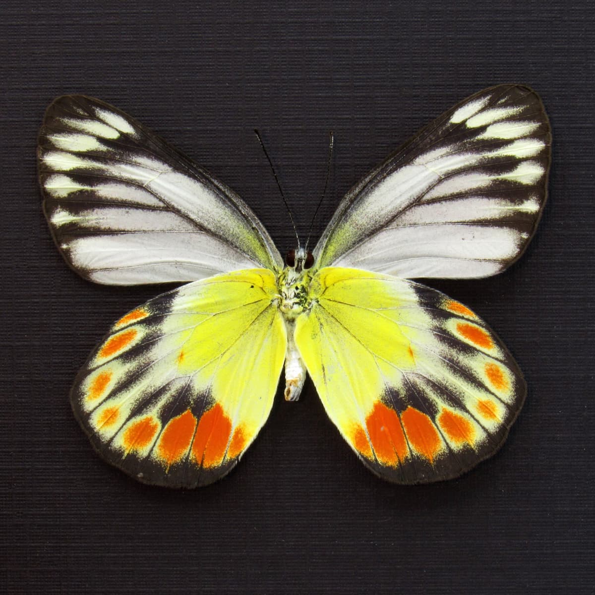 Real Delias butterfly framed taxidermy - Delias periboea alorensis