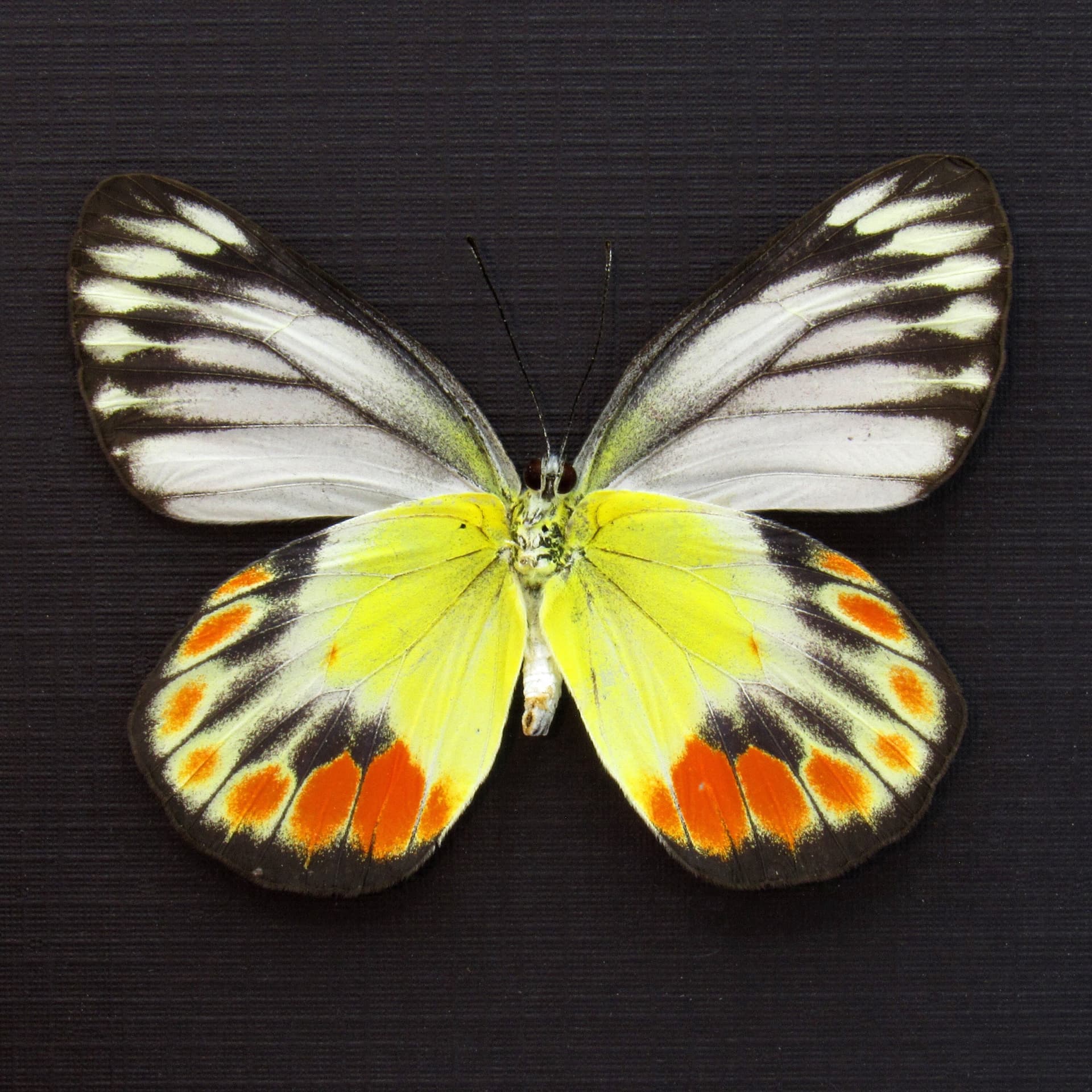 Real Delias butterfly framed taxidermy - Delias periboea alorensis