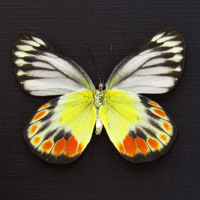 Real Delias butterfly framed taxidermy - Delias periboea alorensis