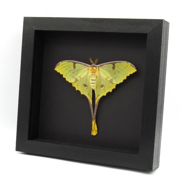 Real African Moon Moth framed taxidermy - Argema mimosae - female