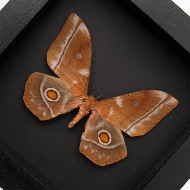 Real Giant Saturn moth framed taxidermy - Imbrasia obscura - female