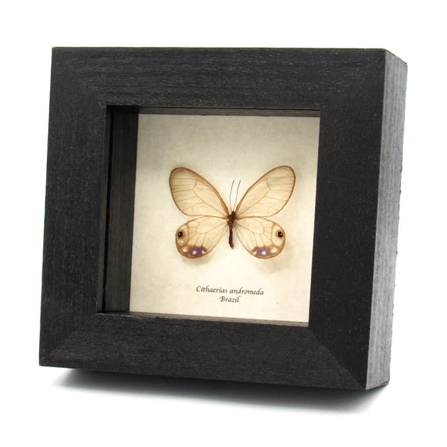 Very rare purple Glasswing butterfly framed taxidermy - Cithaerias andromeda - female