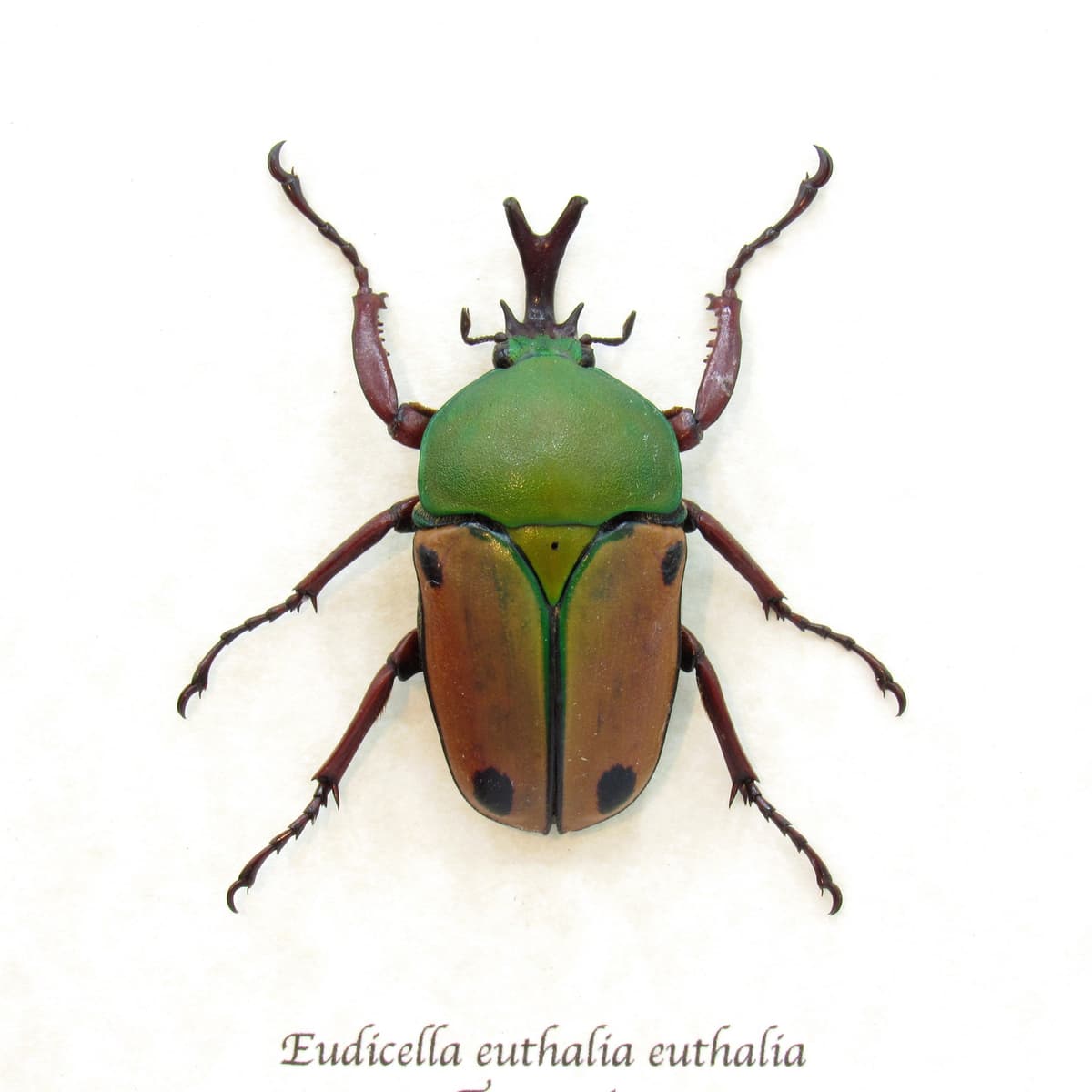 Real Flower beetle framed taxidermy - Eudicella euthalia euthalia - large