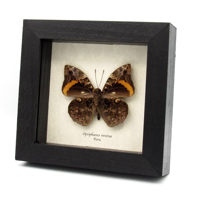 Real Owlet butterfly framed taxidermy - Opsiphanes invirae
