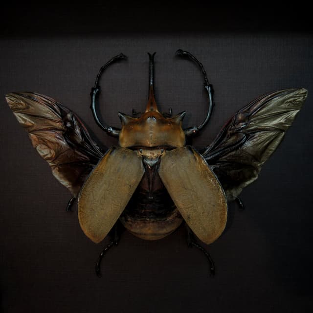 Real XL Elephant Rhinoceros beetle framed taxidermy - Megasoma elephas