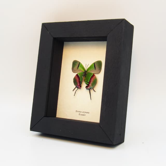 Rare butterfly framed taxidermy - Evenus coronata