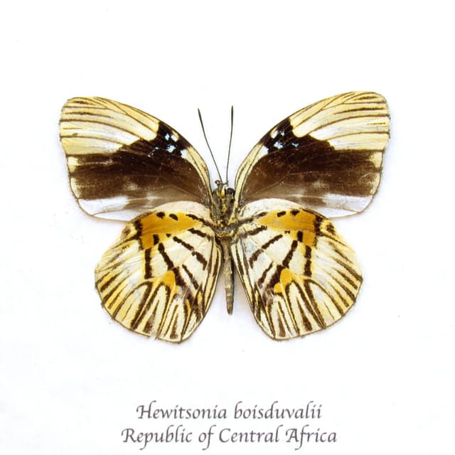 Rare Tiger butterfly framed taxidermy - Hewitsonia boisduvalii