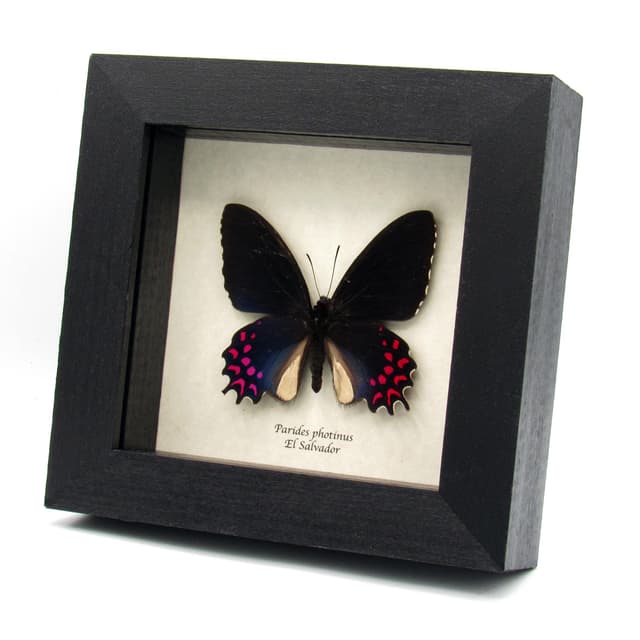Rare iridescent framed Cattleheart butterfly taxidermy - Parides photinus