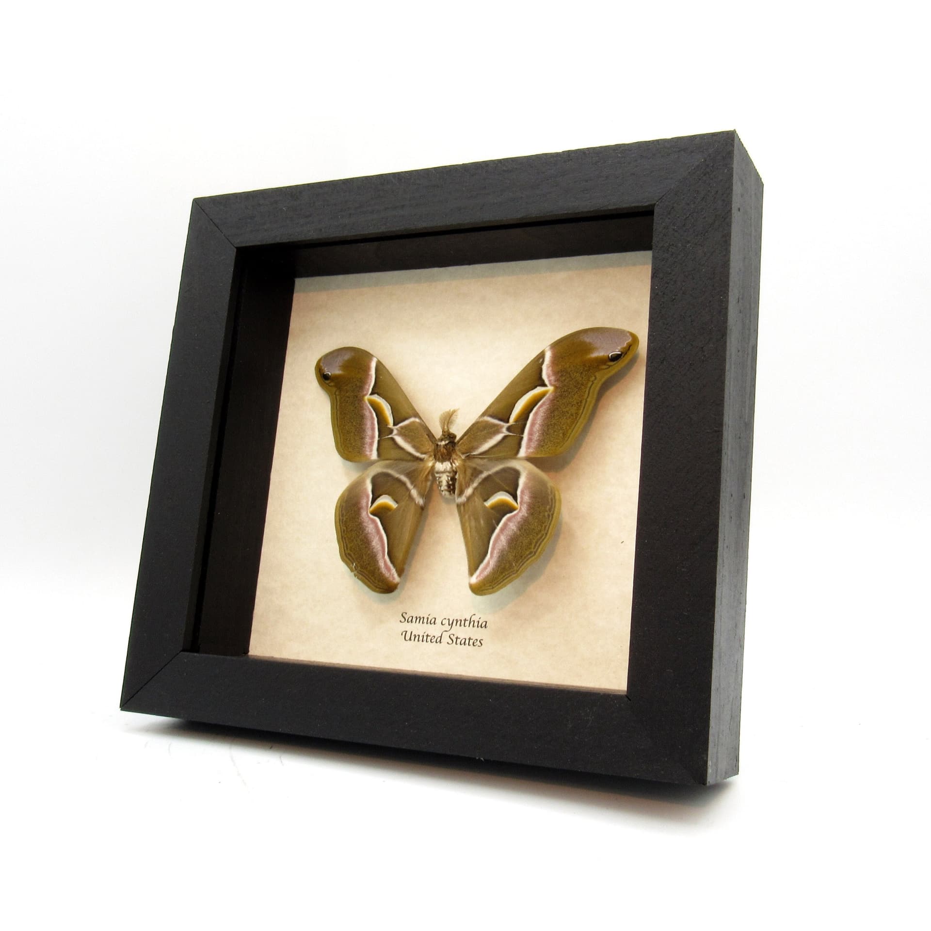 Real invasive Ailanthus silkmoth framed taxidermy - Samia cynthia