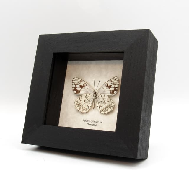 Real Balkan Marbled White butterfly framed taxidermy - Melanargia larissa