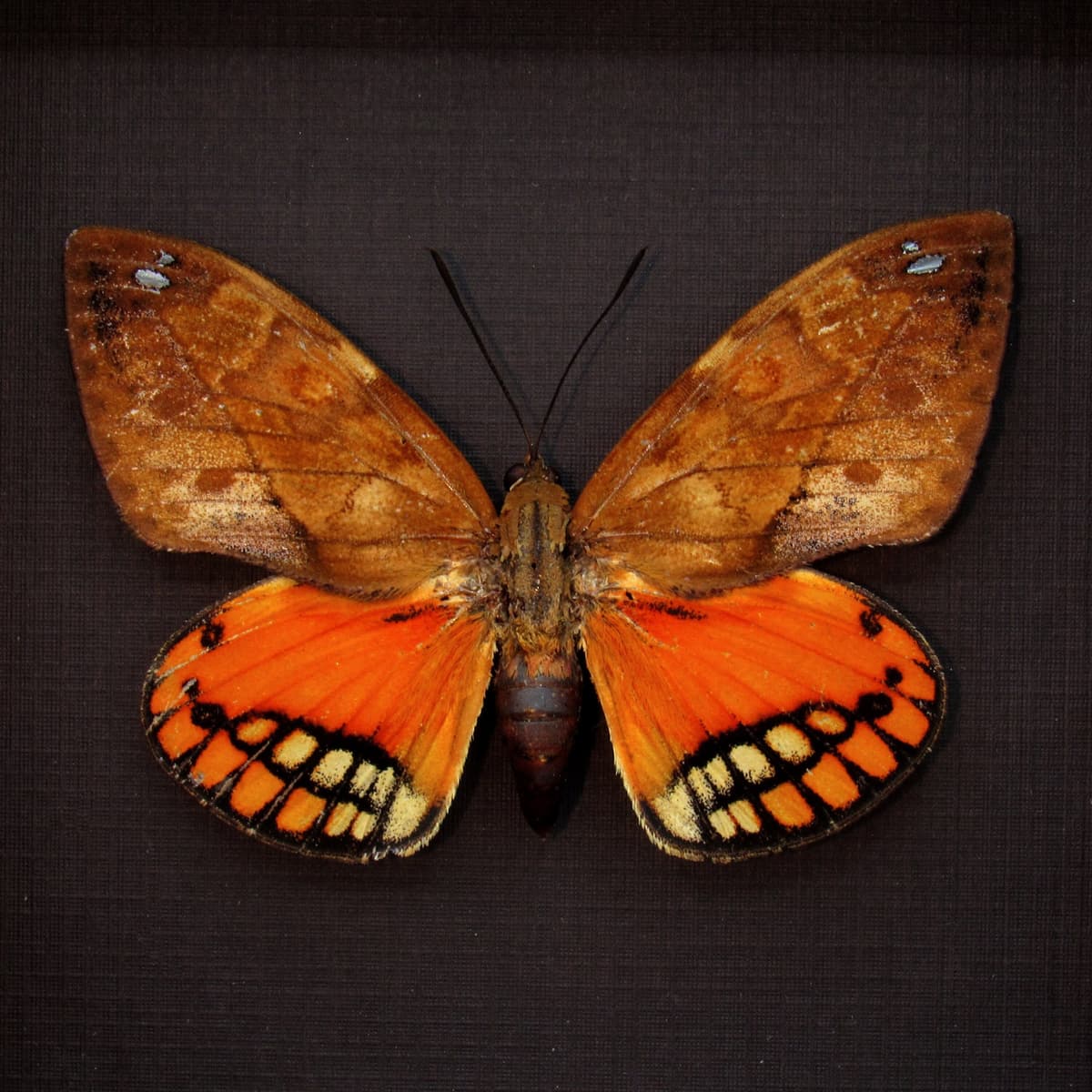 Rare orange Castnia moth framed taxidermy - Athis flavimaculata