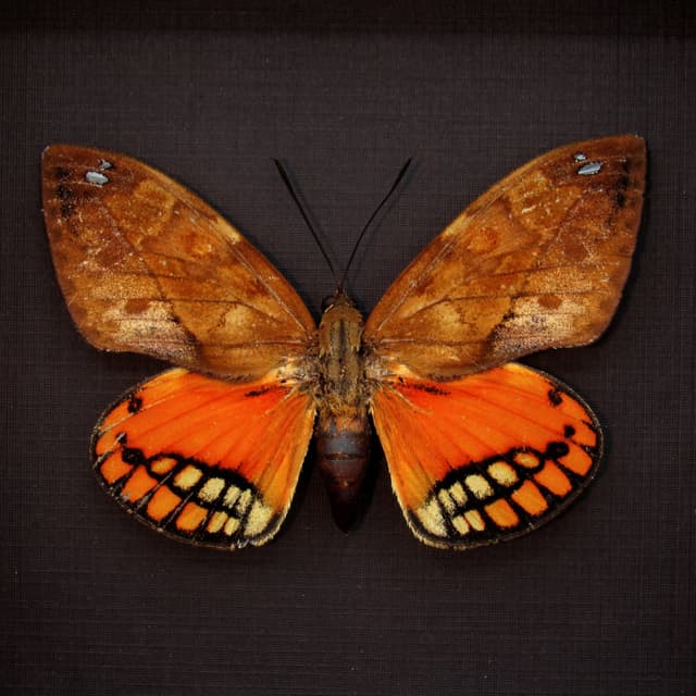 Rare orange Castnia moth framed taxidermy - Athis flavimaculata