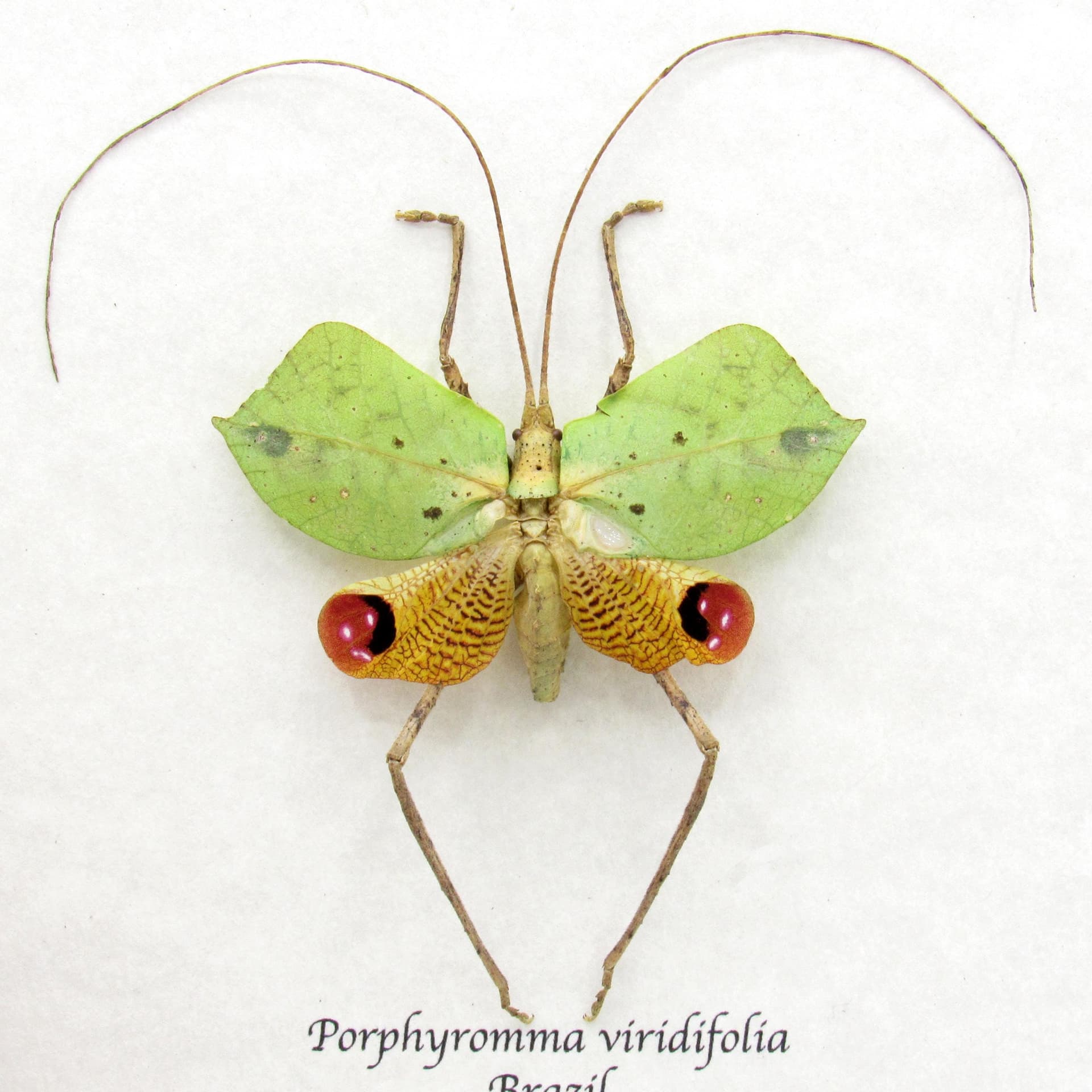 Rare Leaf Mimic Katydid framed taxidermy - Porphyromma viridifolia