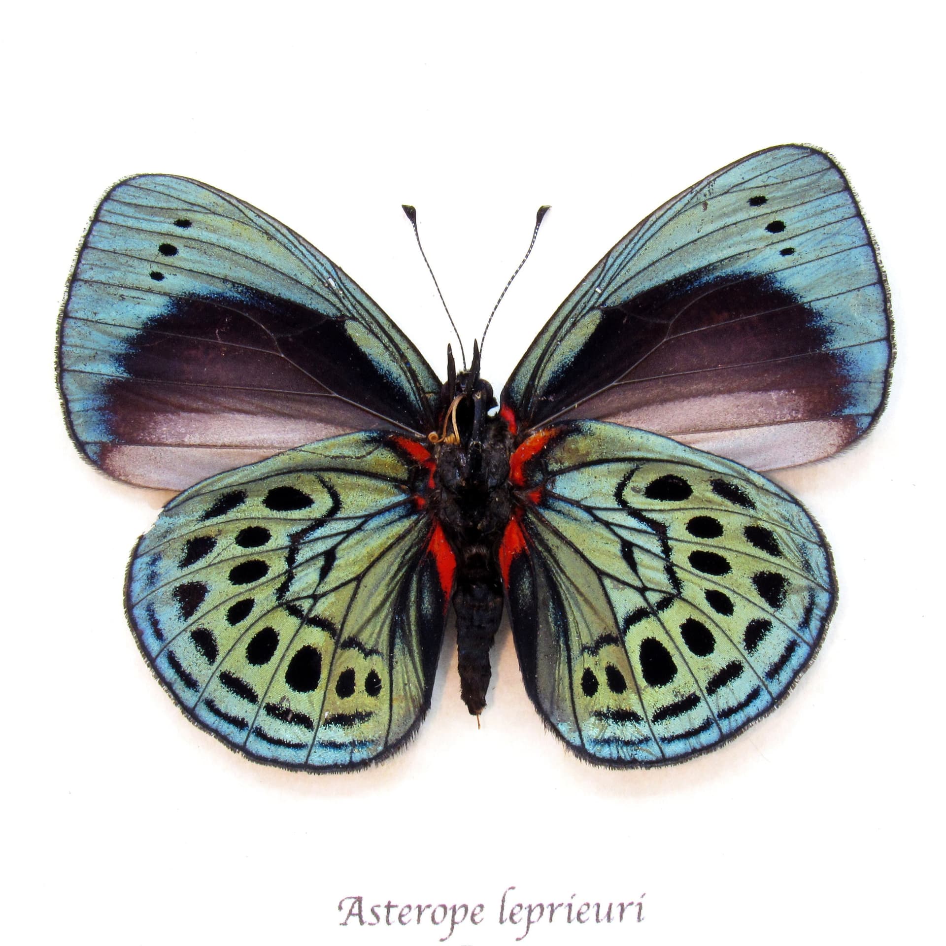 Real iridescent blue Leprieur's glory butterfly framed taxidermy - Asterope leprieuri