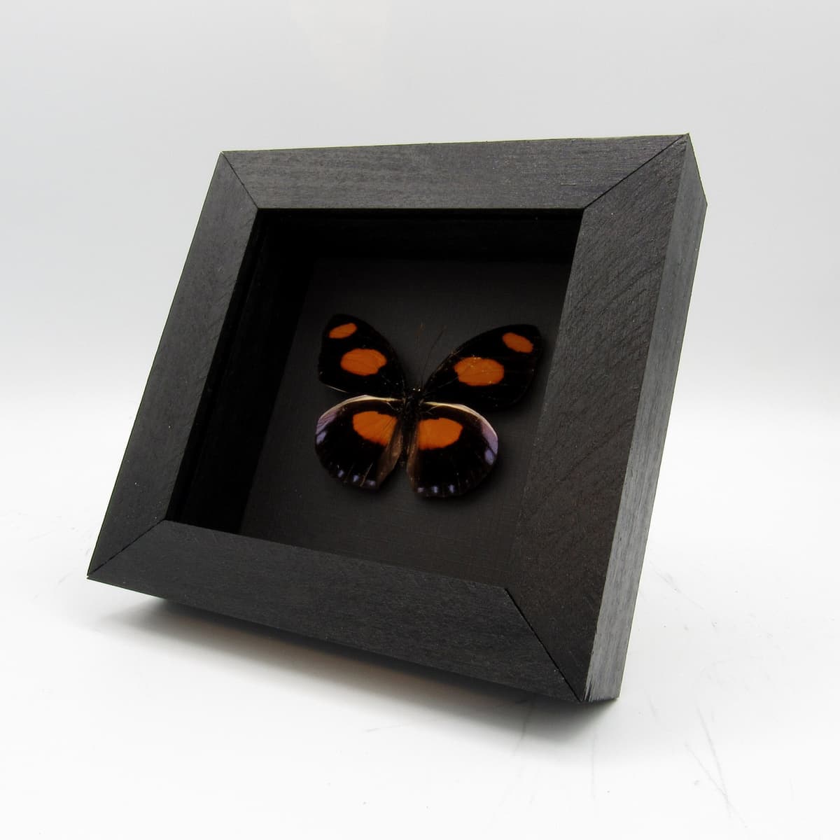 Real purple butterfly framed taxidermy - Catonephele numilia