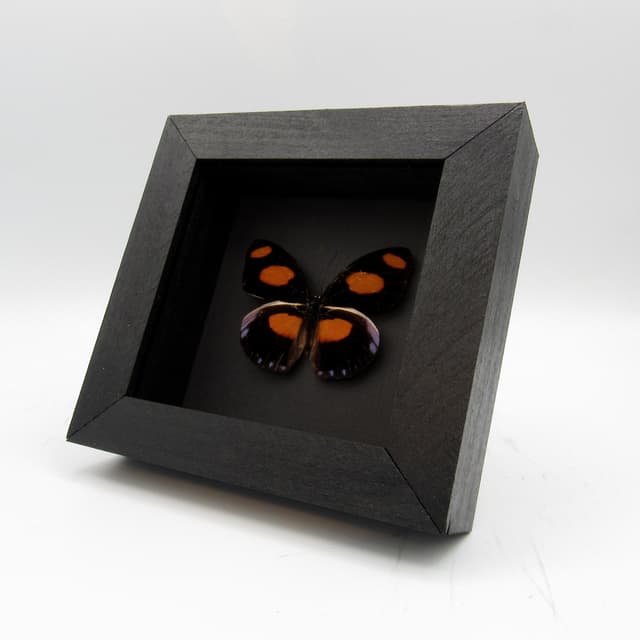Real purple butterfly framed taxidermy - Catonephele numilia