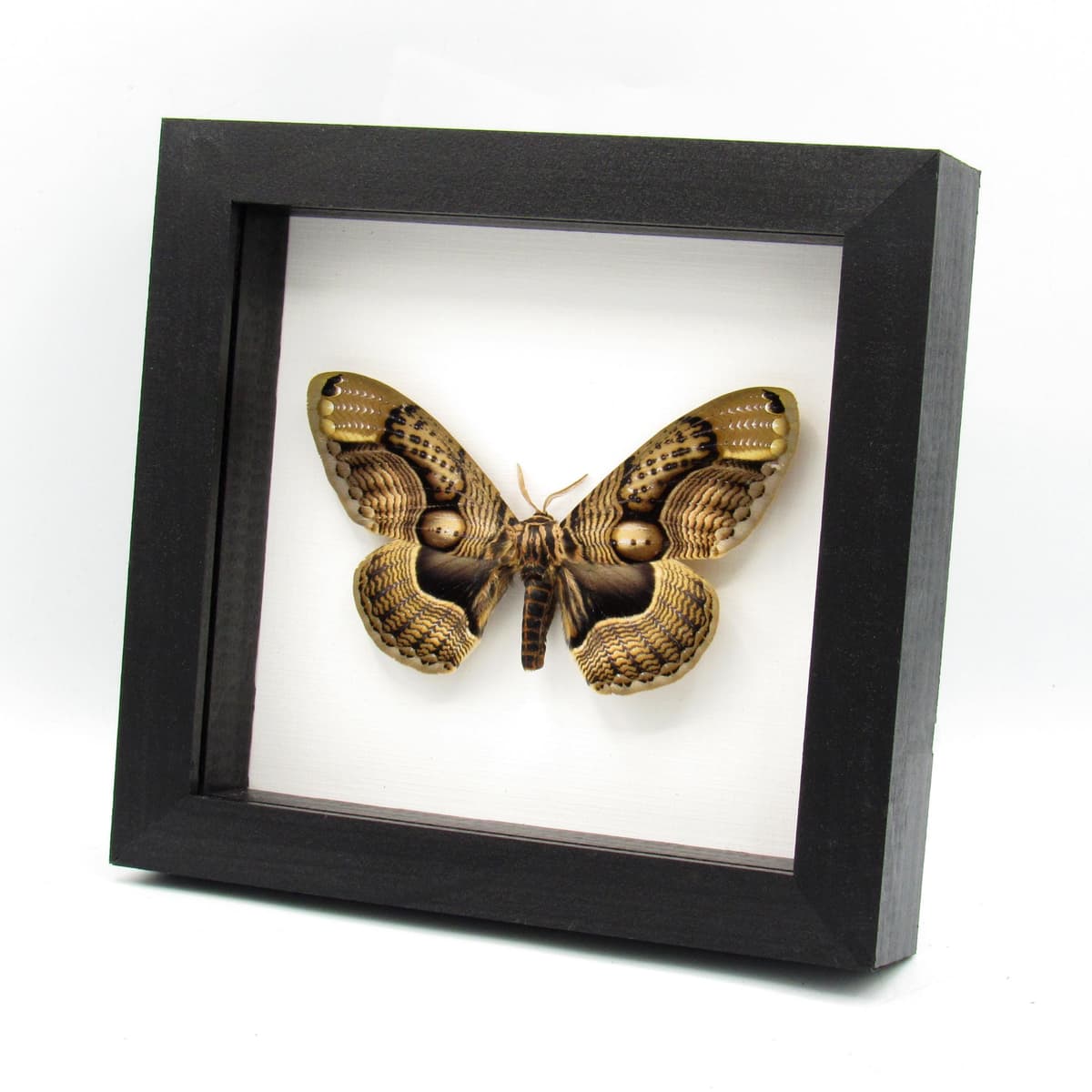 Real XL Brahmin moth framed taxidermy - Brahmaea wallichii - female